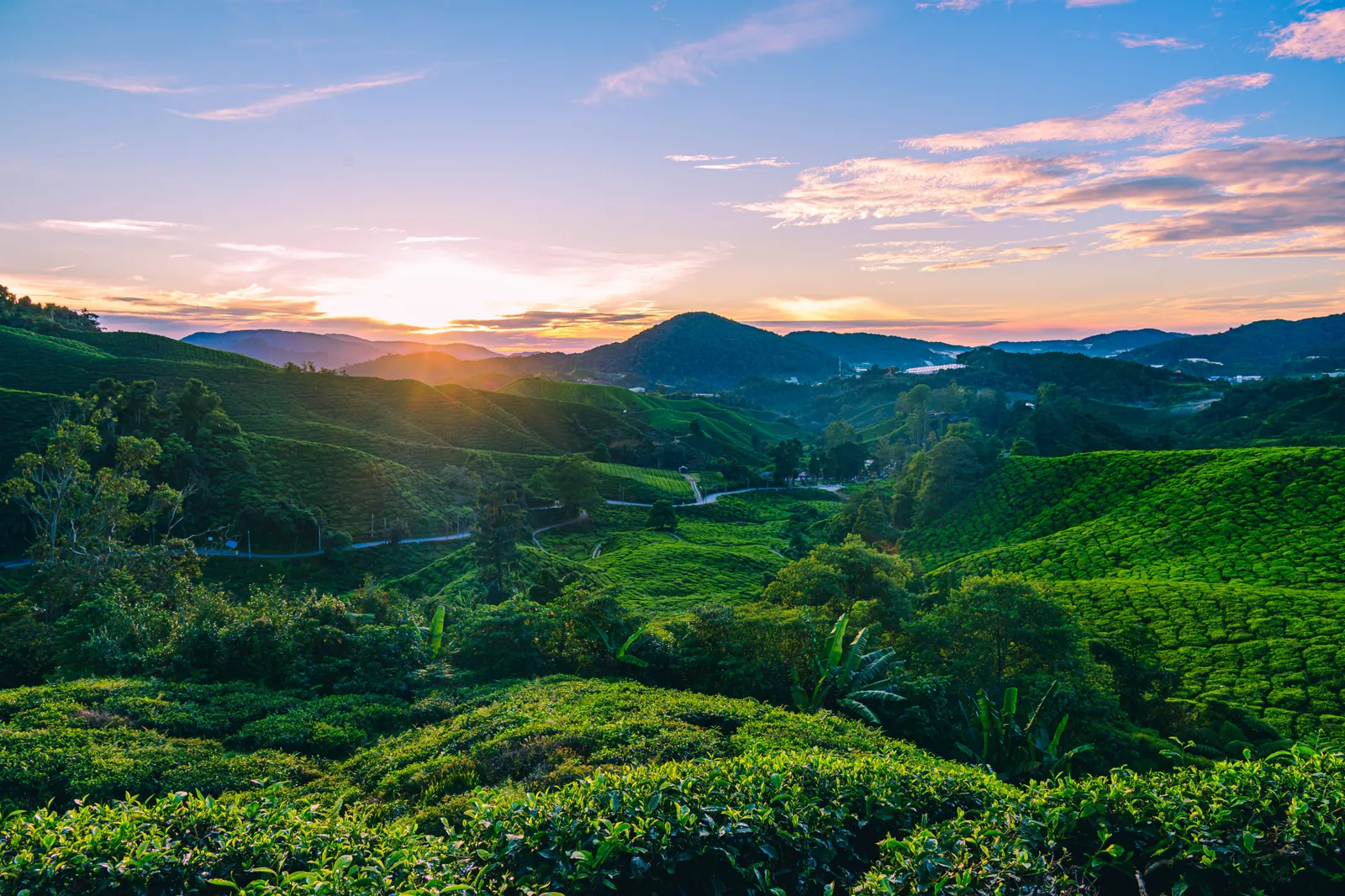 Sunrise over rolling green hills and tea fields, with pink clouds and soft golden light